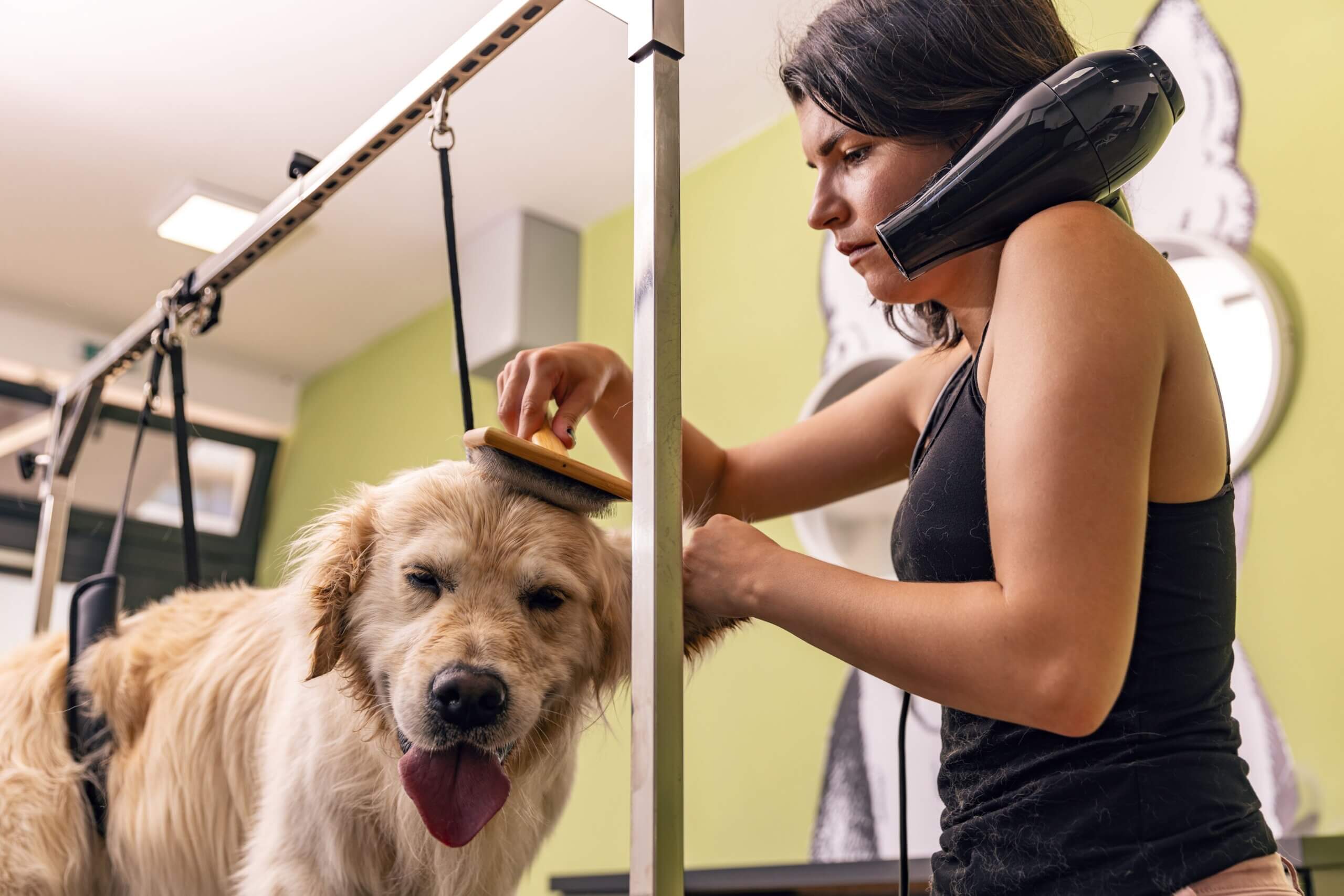 A woman brushes a dog's fur in a pet store, showcasing grooming care and attention to the pet's appearance