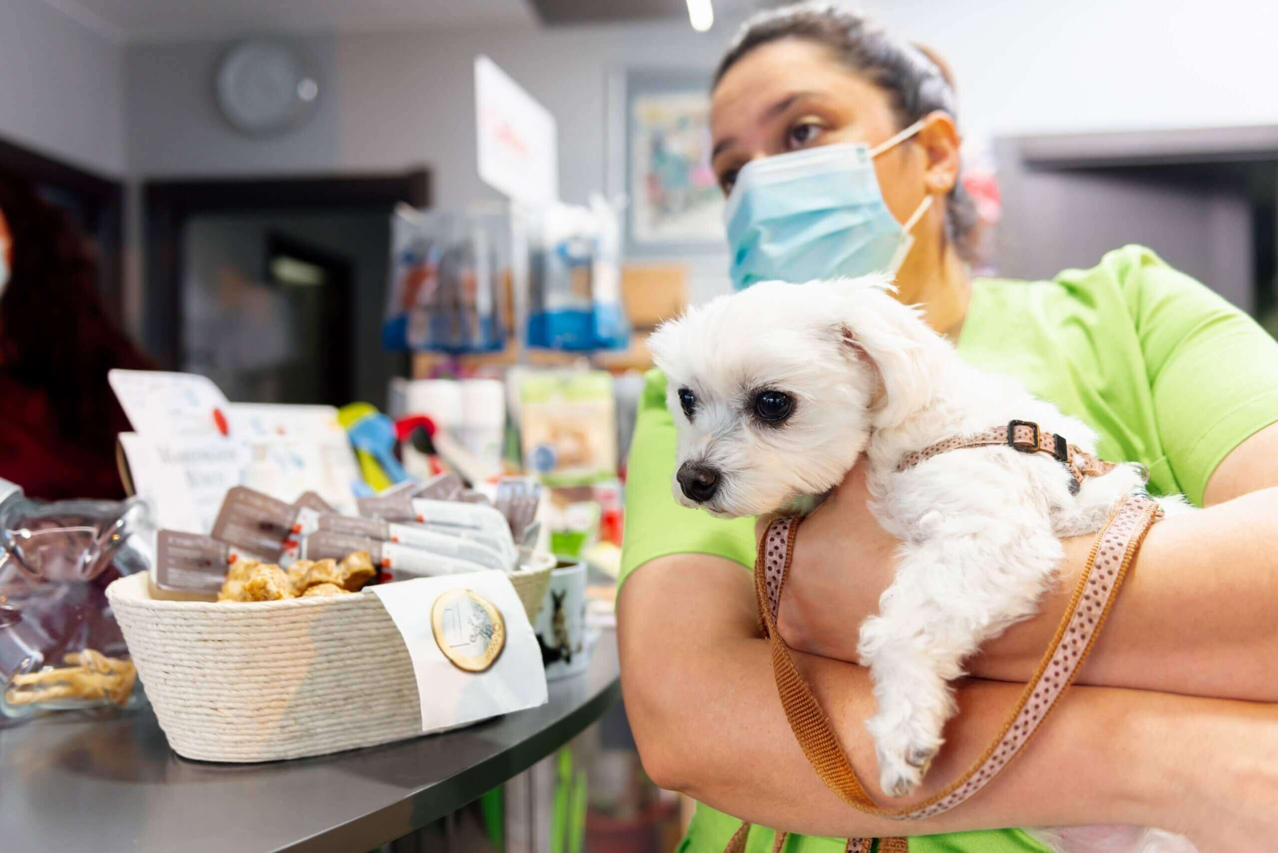 A pet store employee in a red uniform and mask offering a large chew treat to a small white dog being held by its owner, who is wearing a green shirt and mask. The counter is stocked with various pet treats and supplies.