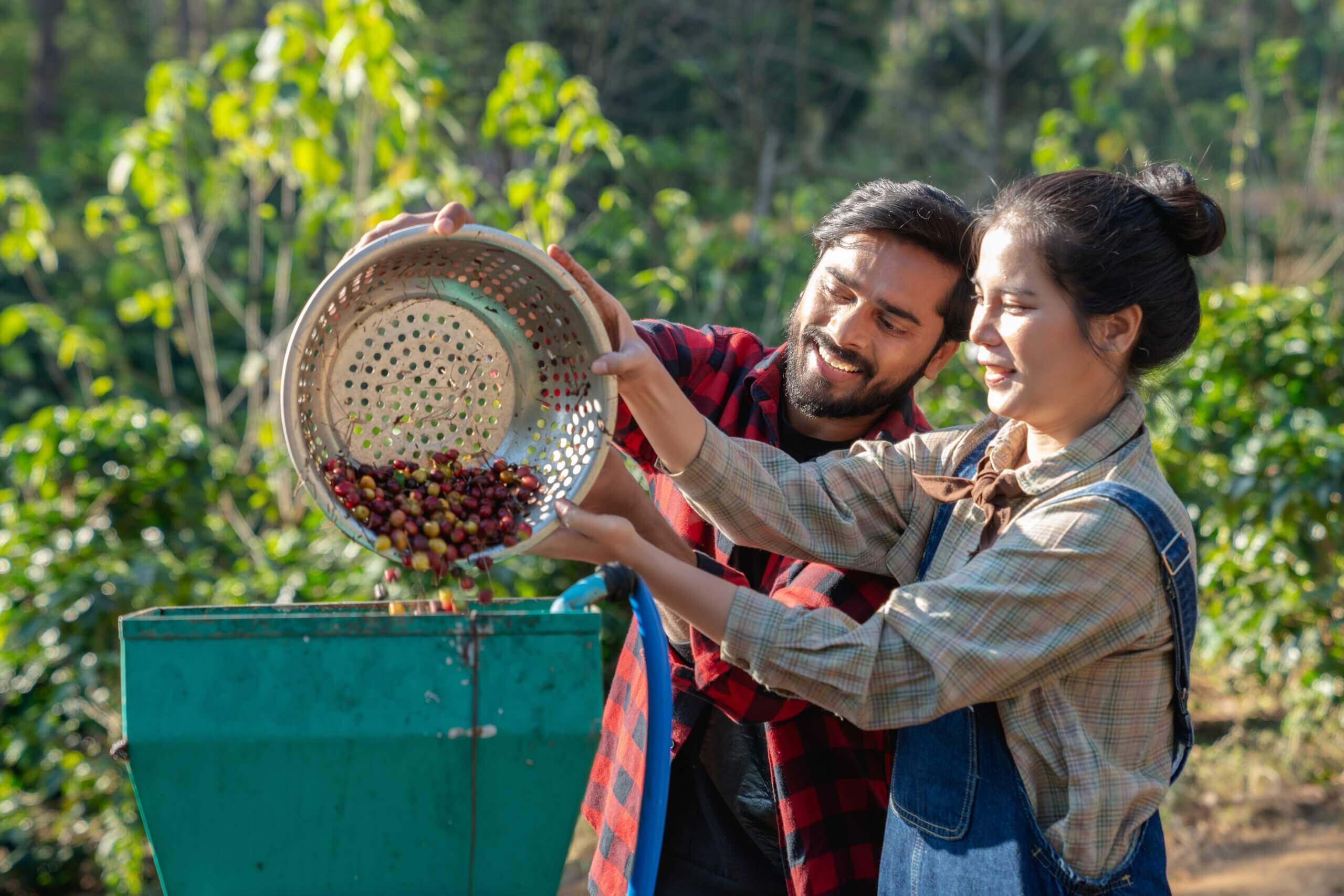 Farmer using a coffee cherry pulping machine to process beans.